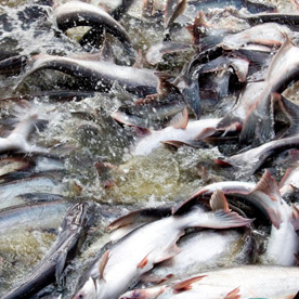 Product for fish, frogs, and eels