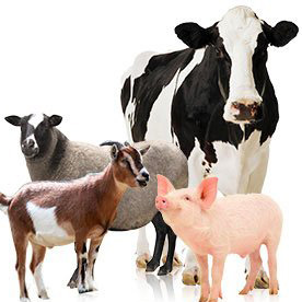 Products for pigs, cows, goats, and sheep
