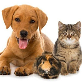 Products for dogs and cats