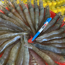 Product for high-tech shrimp farming and shrimp pond treatment