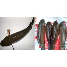 Kỹ thuật nuôi cá lóc thương phẩm