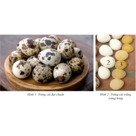 Hội chứng trứng trắng trên chim cút