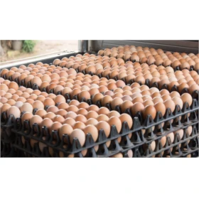 Tối ưu khai thác trứng gà thương phẩm với bộ sản phẩm SADOVA