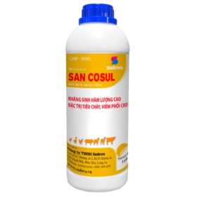 San Cosul (English)